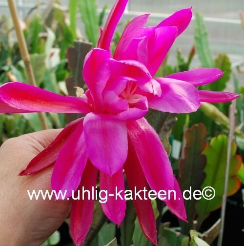 Epiphyllum-Hybr. Thunder Cloud