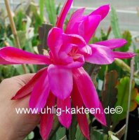Epiphyllum-Hybr. Thunder Cloud