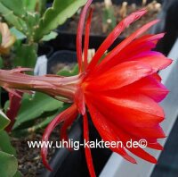 Epiphyllum-Hybr. Tiki Torch