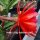 Epiphyllum-Hybr. Tiki Torch