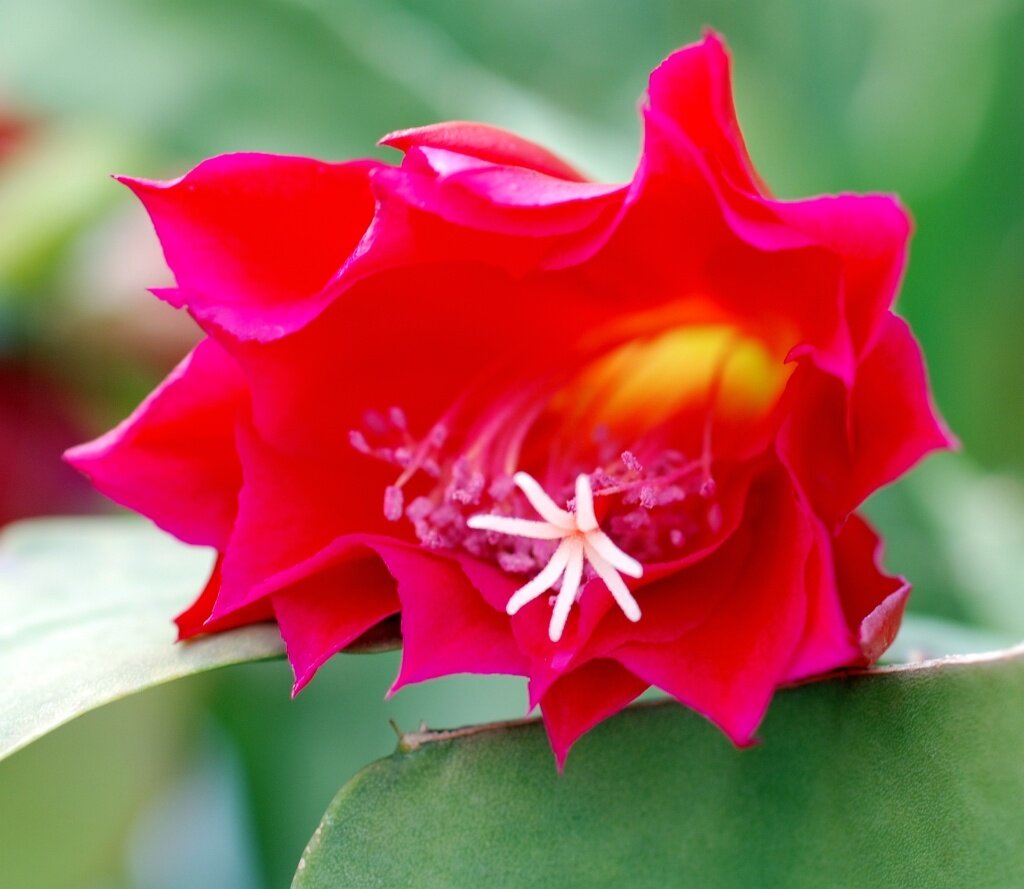 Epiphyllum-Hybr. Tom Paetz oder Blattkaktus Phyllocactus | Blüte scha