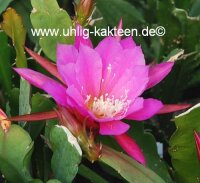 Epiphyllum-Hybr. Triumph von Utrecht