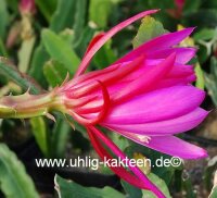 Epiphyllum-Hybr. Triumph von Utrecht