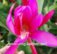 Epiphyllum-Hybr. Triumph von Utrecht