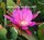 Epiphyllum-Hybr. Triumph von Utrecht