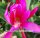 Epiphyllum-Hybr. Triumph von Utrecht