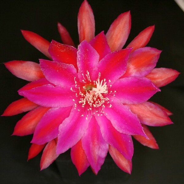 Epiphyllum-Hybr. Unforgetable