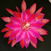 Epiphyllum-Hybr. Unforgetable