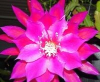 Epiphyllum-Hybr. Unforgetable