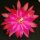 Epiphyllum-Hybr. Unforgetable