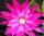 Epiphyllum-Hybr. Unforgetable