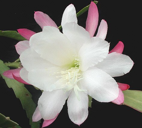 Epiphyllum-Hybr. Unschuld