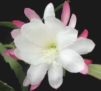 Epiphyllum-Hybr. Unschuld