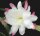 Epiphyllum-Hybr. Unschuld