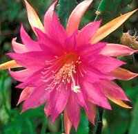 Epiphyllum-Hybr. Vanessa Paetz