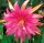 Epiphyllum-Hybr. Vanessa Paetz