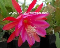 Epiphyllum-Hybr. Vogelii