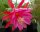 Epiphyllum-Hybr. Vogelii