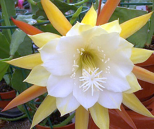 Epiphyllum-Hybr. W.C. Clark