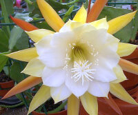 Epiphyllum-Hybr. W.C. Clark
