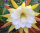 Epiphyllum-Hybr. W.C. Clark