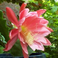 Epiphyllum-Hybr. Walküre
