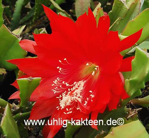 Epiphyllum-Hybr. Whitewatersrand