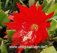 Epiphyllum-Hybr. Whitewatersrand