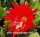 Epiphyllum-Hybr. Whitewatersrand