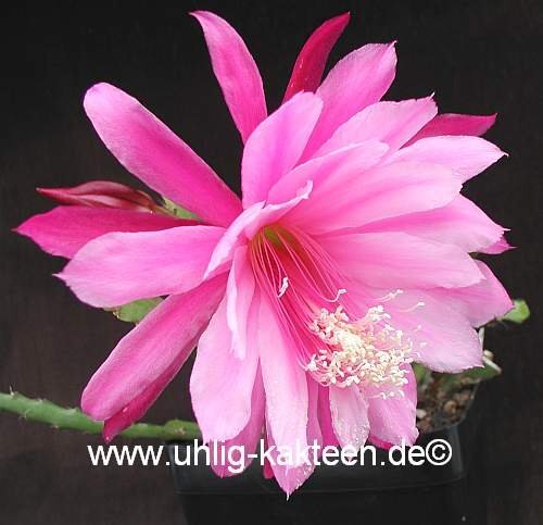 Epiphyllum-Hybr. Wild Plum