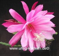 Epiphyllum-Hybr. Wild Plum
