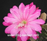 Epiphyllum-Hybr. Wild Plum