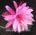 Epiphyllum-Hybr. Wild Plum