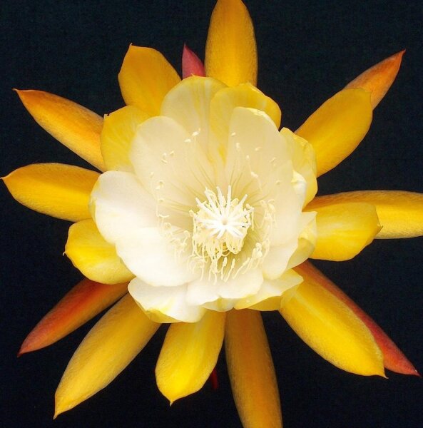 Epiphyllum-Hybr. William Clark