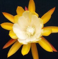 Epiphyllum-Hybr. William Clark