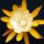 Epiphyllum-Hybr. William Clark