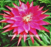 Epiphyllum-Hybr. Wolfgang Wilborn