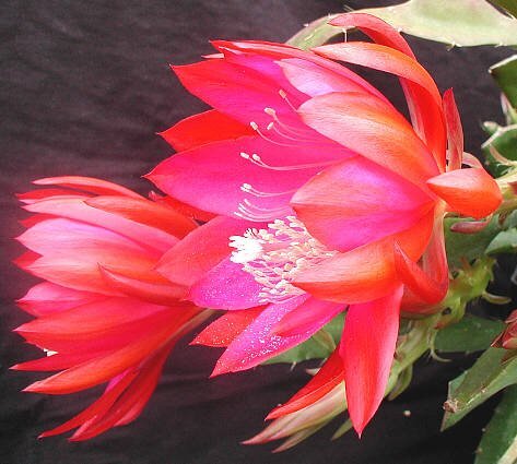 Epiphyllum-Hybr. Xmas Bells Blüte violett-dunkelrot / violet-darkred