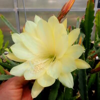 Epiphyllum-Hybr. Yellow Gem