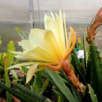 Epiphyllum-Hybr. Yellow Gem