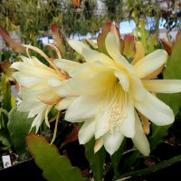 Epiphyllum-Hybr. Yellow Gem
