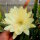 Epiphyllum-Hybr. Yellow Gem
