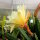 Epiphyllum-Hybr. Yellow Gem