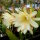 Epiphyllum-Hybr. Yellow Gem