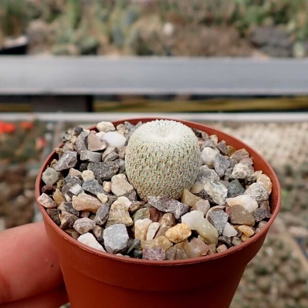 Epithelantha micromeris ssp. greggii