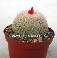 Epithelantha micromeris ssp. greggii