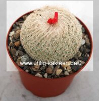 Epithelantha micromeris ssp. greggii