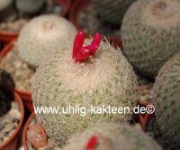 Epithelantha micromeris ssp. greggii