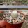 Epithelantha micromeris ssp. greggii