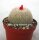Epithelantha micromeris ssp. greggii